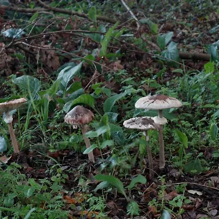 Casa De Piedra, A Lameira Сasa de vacaciones *