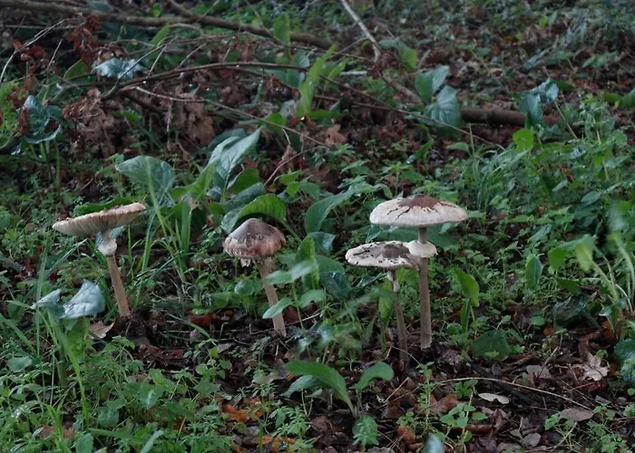 Casa De Piedra, A Lameira Holiday home *